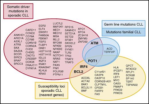 Genetic alterations involved in the pathogenesis of CLL. Different studies in large series of sporadic CLL have identified somatic driver mutations (red)7,8 and susceptibility loci (yellow) related to the pathogenesis of the disease. Furthermore, germ line mutations outside a familiar context in CLL have been identified in ATM (light blue). Speedy et al, for the first time, describe germ line mutations in a familial context in CLL targeting the shelterin complex (dark blue; POT1, TERF2IP, and ACD). The overlap between genetic variants at different levels (somatic driver mutations, susceptibility loci, and germ line mutations) as indicated comprises just a handful of genes.