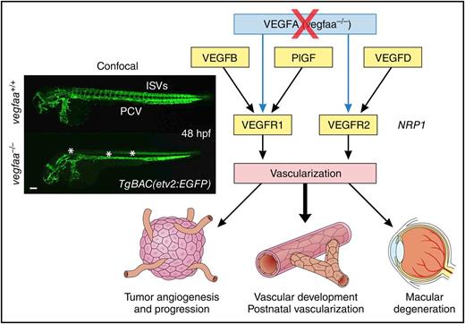 Results from zebrafish model demonstrate that VEGFB, PlGF, and VEGFD can compensate for the lack of VEGFA and solidify roles of individual VEGFRs in vivo, thereby opening new directions in treatment of human pathologies associated with vascularization. The inset has been adapted from Figure 1F in the article by Rossi et al that begins on page 2359, and shows confocal micrographs of 48-hpf TgBAC(etv2:EGFP) WT siblings and vegfaabns1 mutant zebrafish embryos in lateral view. Asterisks denote lack of ISVs, DA, and reduced CtA sprouting. CtA, central artery; DA, dorsal aorta; hpf, hours postfertilization; ISV, intersegmental vessel; PCV, posterior cardinal vein. Professional illustration by Patrick Lane, ScEYEnce Studios.
