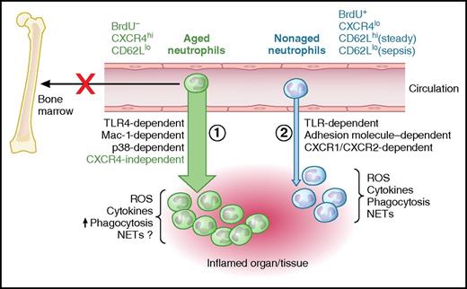 Dynamics and phenotypes of aged and nonaged neutrophils during acute systemic inflammation. In response to lipopolysaccharide (LPS), aged neutrophils (1) arrive first to the inflamed organs/tissues and are followed by nonaged neutrophils (2). Simultaneously, the homing of aged neutrophils to bone marrow is altered and limiting their clearance. At the inflammatory site, aged neutrophils phagocytosize more intensively than the nonaged cells but reactive oxygen species (ROS) production and cytokine release are the same as in nonaged neutrophils. Recruitment of aged neutrophils is TLR-4 and macrophage-1 antigen (Mac-1)-dependent, however, the chemokine receptor CXCR4 is not involved in this process. 5-Bromo-2′-deoxyuridine (BrdU) is not incorporated into postmitotic cells, thus aged neutrophils are BrdU− giving them an overall phenotype of BrdU−CXCR4hiCD62Llow whereas nonaged neutrophils are BrdU+CXCR4lowCD62Lhi under steady-state conditions. ?, Not studied yet in this model. Professional illustration by Patrick Lane, ScEYEnce Studios.