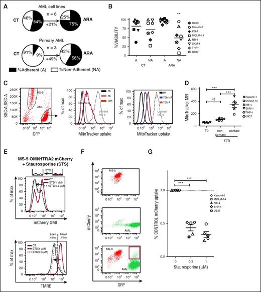 Figure 1. AML cells adherent to bone marrow mesenchymal cells have a survival selective advantage during in vitro cytarabine treatment associated with exogenous mitochondrial marker intake. (A) Pie charts showing the grand mean percentage determined from independent experiments of live adherent (A) and nonadherent cells (NA) for AML cell lines (HL60, Kasumi-1, KG-1, MOLM-14, NB4, SKM-1, THP1, and U937) or primary samples (n = 3) in CT and ARA conditions. (B) A or NA fractions of the specified AML cell lines were collected separately after 72 hours of coculture with MS-5 with or without ARA at 3 µM. Data represent the percentage of viable (Annexin-V−, DAPI−) AML cells (SSC-low, GFP+, SCA-1-PE−) for A and NA fractions in the untreated (CT) and ARA condition. n = 3 per cell line. **P < .01 by ANOVA. (C) (Left) Representative example of FCM analysis of MitoTracker (MT) uptake by Kasumi-1 AML cells (SSC-low, GFP+) cocultured for 0, 6, or 72 hours with MitoTracker Red–loaded MS-5 cells. (Middle) Gray dashed line represents the MT fluorescence intensity of MS-5 cells (SSC-high, GFP−). Solid lines represent the MT fluorescence intensity of Kasumi-1 cells at 0 hours (black) or after 6 (pink) or 72 hours (red) of coculture. (Right) MT fluorescence intensity for A (red) or NA (blue) Kasumi-1 cells. (D) eGFP-AML cell lines were cocultured with MitoTracker Red–loaded MS-5 cells in contact or in Transwell plate noncontact coculture for 72 hours. Data show the MitroTracker red grand mean of median fluorescence intensity (MFI; n = 3 per cell line) for the GFP+ gated cells. NSP > .05, ***P < .001, by ANOVA. (E) MS-5 stably expressing OMI/HTRA2-mCherry was treated with 0.3 or 1 µM STS for 18 hours. Data show mCherry fluorescence intensity (upper) or the mitochondrial membrane potential using TMRE (lower) of MS-5 OMI/HTRA2-mCherry cells in untreated (CT; red lines) and STS conditions (black dashed or dotted lines). (F) Representative FACS plots showing the mCherry and GFP fluorescence of isolated MS-5 OMI/HTRA2-mCherry (top), isolated MOLM-14 GFP (middle), and coculture (bottom). Red gate shows the mCherry fluorescence apparition for the MOLM-14 GFP+ AML cells after 72 hours of coculture. (G) Column scatter plot shows the percentage GFP+mCherry+ live cells in the GFP+ gated population of the specified AML cell lines (n = 3 per cell line) after 24 hours of coculture with MS-5 OMI/HTRA2-mCherry with the indicated dose of STS normalized to control condition.