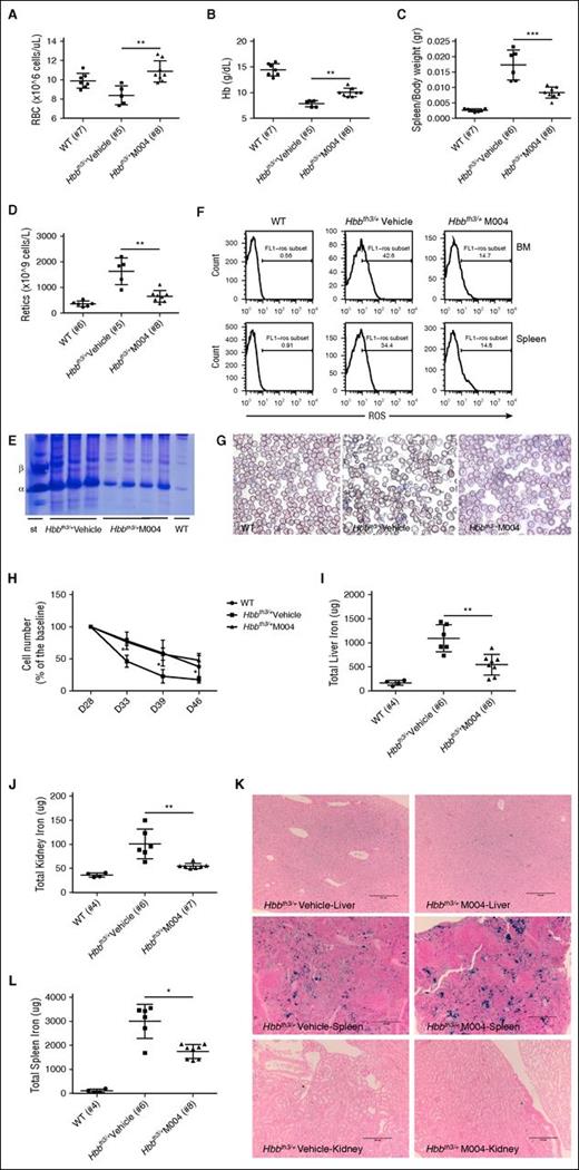 Figure 1. The iron-restrictive effect of minihepcidin peptide M004 improved ineffective erythropoiesis in a mouse model of thalassemia intermedia. Administration of M004 (2.625 mg/kg) in 2-month-old Hbbth3/+ animals twice a week for 6 weeks resulted in increased RBC count (A), improved anemia (as shown by increased Hb levels) (B), reduced splenomegaly (C), and reticulocyte count (D). Hemichrome formation was markedly reduced, as indicated by the reduced intensity of the α precipitates in animals treated with minihepcidin compared with control group (TAU gel) (E). ROS formation was also significantly reduced (F). To measure ROS levels, the erythroid compartment was at first analyzed by staining BM and spleen cells with CD44 and Ter119 antibodies that allowed the separation of erythroid cells into 5 distinct populations. The cells were then stained for ROS detection using the indicator CM-H2DCFDA. Here, we show a representative example of the ROS-positive cells (for control and treated groups) in the fraction that represents mature RBCs (F). RBC morphology (shown by Giemsa staining of peripheral blood smear) was markedly improved by M004 administration (G) and lifespan normalized (H). As a result of decreased erythroid iron uptake, total organ iron content was significantly reduced in liver (I) and kidney (J). Perls’ Prussian blue staining on liver, spleen, and kidney sections of animals receiving vehicle or M004 shows that parenchymal iron is reduced (liver, kidney) while retention of iron in the splenic macrophage is increased (K). Images were captured using a Leica DM4000B upright scope paired with a Spot RT/SE Slider camera (10×/numerical aperture 0.40 objective) and then acquired using the Spot 5.1 software. Perls’ Prussian blue staining in spleen sections revealed increased iron retention, but when organ weight was taken in consideration, the spleen iron concentration was statistically reduced in M004-treated vs vehicle-treated animals (L). Results are presented as mean ± SD; ***P < .001, **P < .01, and *P < .05, 2-tailed Mann-Whitney U test. WT data are displayed as a reference guide but are not included in the between-group test comparisons. st, standard.