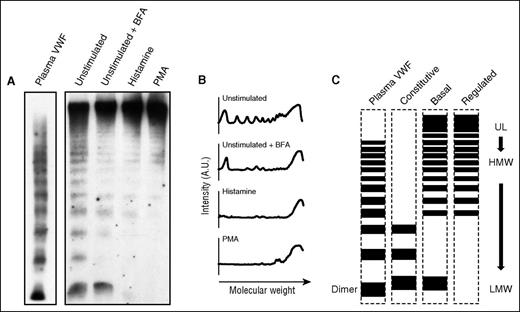 Figure 1. Multimeric states of endothelial cell VWF secreted from 3 different pathways. (A) Representative multimer pattern of secreted VWF collected for 30 minutes from unstimulated HUVECs, treated with 5 μM of Brefeldin A (+BFA) for 1 hour before and during secretion collection, treated with 100 μM histamine or 100 ng/mL of PMA. VWF ELISA was used to measure the amount of VWF secreted in all conditions and the same units of VWF were loaded on an SDS/agarose gel (migrations shown from top to bottom). A parallel sample of human plasma is shown for comparison (Plasma VWF). Relative VWF amount ratios in this experiment are 1:1:5:16 = constitutive:basal:histamine:PMA. (B) Representative line plots from the multimer patterns shown in (A). A.U., arbitrary units. (C) Diagram of multimer patterns of plasma VWF and VWF secreted via the constitutive, basal, and regulated secretory pathways from endothelial cells. UL, ultralarge; HMW, high-molecular-weight; LMW, low-molecular-weight.