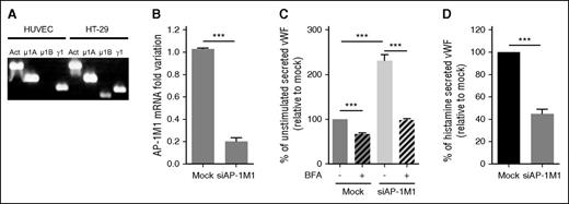 Figure 4. AP-1 regulates VWF sorting into WPBs in HUVECs. (A) PCR bands to detect the presence of AP-1 subunits in HUVECs and HT-29 cells. Primers specific for Actin (Act), AP-1μ1A (μ1A), AP-1μ1B (μ1B), and AP-1γ1 (γ1) were used for amplification of cDNA made from extracted RNA from cell lysates. (B) Quantitative reverse-transcription polymerase chain reaction measuring the efficiency of mRNA downregulation of the AP-1μ1A subunit in HUVECs after 2 rounds of nucleofection, with siRNA specifically targeting AP-1μ1A (siAP-1M1), 2 days apart. Mean of 12 experiments with SEM (***P < .0005). (C) Unstimulated VWF secretion on plastic of HUVECs either Mock-nucleofected or nucleofected with siAP-1M1. Cells were treated with either Control (-BFA) or 5 μM of Brefeldin A (+BFA) for 1 hour before and during VWF secretion collection. Results standardized to Mock-BFA samples. Mean of 5 independent experiments with SEM. (***P < .0005). (D) Histamine (100 μM)-stimulated VWF secretion on plastic of HUVECs either Mock-nucleofected or nucleofected with siAP-1M1. Results standardized to Mock samples. Mean of 5 independent experiments with SEM. ***P < .0005.