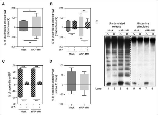 Figure 5. AP-1 regulates basolateral sorting of VWF constitutive carriers. (A) Unstimulated VWF secretion from HUVECs grown on Transwell membranes either Mock-nucleofected or nucleofected with siRNA specifically targeting AP-1μ1A (siAP-1M1). Results standardized to Mock samples. Mean of 5 independent experiments with SEM. *P < .05, **P < .005. (B) Unstimulated VWF secretion from HUVECs grown on Transwell membranes either Mock-nucleofected or nucleofected with siAP-1M1. Cells were treated with either control (-BFA) or 5 μM of Brefeldin A (+BFA) for 1 hour before and during VWF secretion collection. Results standardized to Mock samples. Mean of 3 independent experiments with SEM. **P < .005. (C) lumGFP secretion on Transwell membranes. HUVECs were either Mock-nucleofected or nucleofected with siRNA specifically targeting AP-1μ1A (siAP-1M1), and lumGFP construct was added during the second round of nucleofection and seeded on Transwell membranes for 30 hours before secretion collection. Cells were treated with either Control (-BFA) or 5 μM of Brefeldin A (+BFA) for 1 h before and during secretion collection in both chambers. Amount of lumGFP secreted expressed as a percent of total GFP in each sample (secreted plus lysate). Mean of 3 replicates with SD. ***P < .0005. (D) Histamine (100 μM) stimulated VWF secretion from HUVECs grown on Transwell membranes either Mock-nucleofected or nucleofected with siRNA, specifically targeting AP-1μ1A (siAP-1M1). Results standardized to Mock samples. Mean of 7 independent experiments with SEM. (E) Representative multimer pattern of secreted VWF collected from unstimulated or 100 μM Histamine–stimulated HUVECs either Mock-nucleofected or nucleofected with siAP-1M1. Unstimulated secretion was collected for 1 hour and histamine-stimulated secretion was collected for 30 minutes. The same units of VWF (as measured by ELISA) were loaded for all samples. VWF ELISA quantification corresponding to these samples are shown in (A) and (D). A, apical chamber; B, basolateral chamber. Lanes 1-4, unstimulated releasate; lanes 5-8, histamine-stimulated releasate.