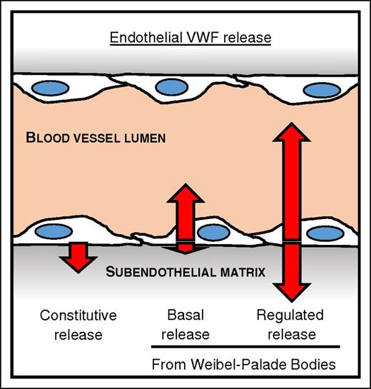 Figure 6. The pathways of VWF secretion and their polarity. Diagram of a blood vessel showing the relative amount (length of arrows) and direction of secreted VWF from the 3 different secretory pathways from endothelial cells. The direction of VWF secreted either to the apical (vessel lumen) or the basolateral side (subendothelial matrix) of endothelial cells from each pathway is indicated by the direction of the arrows. Release from the constitutive pathway, which is Brefeldin A–sensitive, is exclusively to the basolateral side of endothelial cells, and is mostly composed of LMW-VWF multimers. Basal VWF release, the continuous release from WPBs, occurs mostly toward the apical side of endothelial cells, with a small amount secreted basolaterally, and is composed of UL-VWF multimer together with a dimer band. Regulated release, originating from WPB after a secretagogue stimulant, occurs predominantly to the apical side, with some release to the basolateral side, and is composed of exclusively UL-VWF multimers.