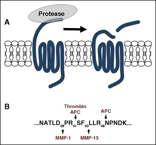 Figure 1. PAR signaling is initiated by proteolysis of the N terminus to irreversibly activate the receptor by exposing the tethered ligand. (A-B) Proteases have distinct cleavage sites that generate unique tethered ligands that can direct the downstream signaling toward specific pathways. The PAR1 cleavage sites for thrombin, APC, MMP1, and MMP13 are shown as a representative example.
