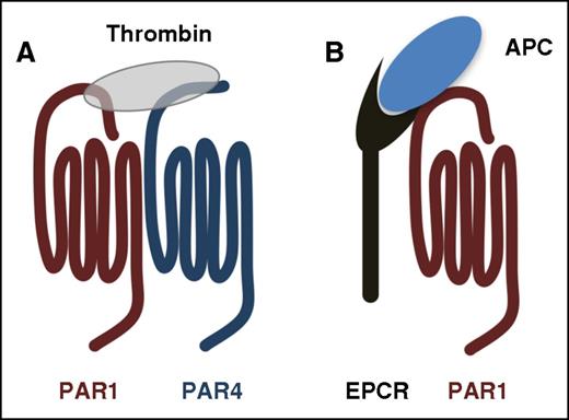 Figure 2. PARs use cofactors to regulate the specificity and rates of cleavage. (A) The current model of PAR4 activation on platelets. PAR1 serves as a cofactor to enhance the rate of PAR4 cleavage by thrombin. The PAR1-PAR4 cooperation is based on the model originally proposed for PAR3-PAR4 on mouse platelets by Nakanishi-Matsui et al.22 (B) PAR1 cleavage by APC requires the EPCR as a cofactor.