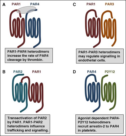 Figure 3. PAR family members interact with one another and other GPCRs as homodimers and heterodimers. (A) In addition to homodimers, PAR1 and PAR4 form heterodimers that influence the rate of PAR4 activation by thrombin. (B) Thrombin-cleaved PAR1 can transactivate an adjacent PAR2. The PAR1-PAR2 heterodimer traffic within the cell as a unit and activate Rac1 pathways. (C) PAR1-PAR3 heterodimers may regulate cytoprotective signaling on endothelial cells. (D) In platelets, PAR4-P2Y12 form heterodimers that recruit β-arrestin-2 to PAR4 where it serves as a scaffold for AKT signaling.