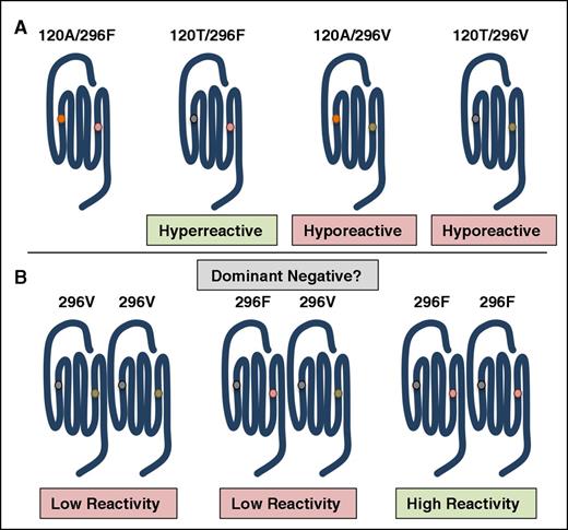 Figure 4. Polymorphisms in the PAR4 gene (f2rl3) give rise to sequence variants that have altered reactivities. (A) PAR4-120T is hyperreactive compared with PAR4-120A. The rare PAR4 variant, PAR4-296V, has low reactivity regardless of the amino acid at 120. (B) Individuals heterozygous for PAR4-296V have low PAR4 reactivity and subsequent low platelet response to PAR4 agonists. A potential mechanism is that the hyporeactive allele sequesters the hyperreactive allele as a dominant-negative receptor.