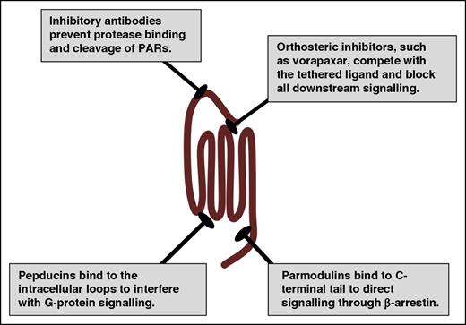 Figure 5. Therapeutic strategies for targeting PARs. PARs have been targeted with traditional orthosteric antagonists, such as vorapaxar for PAR1. In addition, PAR signaling may be inhibited at the initiation step by preventing the protease from cleaving the N terminus with blocking antibodies. Alternatively, pepducins target the intracellular face of the receptor to interfere with G-protein signaling. Parmodulins target the C-terminal eighth helix and have been selected to direct signaling to the cytoprotective pathways (β-arrestin) while blocking Gαq signaling.