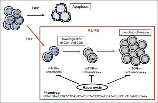 Figure 7. Proposed model for the development of aberrant DNT cells in ALPS. Under normal conditions, CD4+ or CD8+ T cells can be eliminated by Fas/FasL interaction (black arrow). The majority of T cells in patients with ALPS-FAS show normal differentiation and normal mTOR activation, despite their defect in Fas signaling. Notably, a small fraction of CD4+ and CD8+ T cells show an abnormal differentiation and transcriptional program, enhanced mitotic activity, and hyperactive mTOR signaling (red arrow). Aberrant CD4+ and CD8+ T cells downregulate the coreceptor and convert to DNT cells, whereas the expression profile remains constant. Hyperactive mTOR pathway in Fas-deficient cells leads to expansion of pathognomonic DNT cells and chronic lymphoproliferation. Rapamycin therapy is able to control mTOR activity in both DNT cells and their precursors, resulting in reduced proliferation and increased apoptosis of aberrant cells.