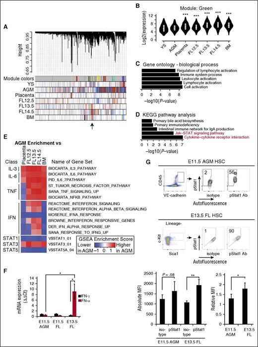 Figure 1. Screen for pathways corresponding to developmental HSC maturation reveals Jak-Stat1. (A) WGCNA. The horizontal bar represents all genes in the sample. Identified co-expressed genes (modules) are assigned individual colors in the first row. In subsequent rows, red indicates upregulation and blue indicates downregulation in each sample. The module of interest, which shows low expression in the AGM and higher expression in the FL and BM is indicated by an arrow. (B) Expression levels of genes in this module identified in (A) during embryonic development. (C) Top 5 gene ontology biological process terms identified from genes in this module suggesting inflammatory pathway activation. (D) Top 5 KEGG pathway terms identified from genes in this module. Jak-Stat pathways are shown in red. (E) GSEA of samples displayed in columns compared against AGM HSCs. Red indicates that the gene set is more highly enriched in the AGM compared with tissues indicated, whereas blue indicates that the gene set is less enriched. The color scale is determined by the absolute enrichment score from the GSEA. (F) Quantitative RT-PCR for IFN-α and IFN-γ transcripts in whole E11.5 AGM, and E11.5 and E13.5 FL; n = 4. IFNs are detected in the AGM at Ct values <30, confirming their presence. (G) Percent of E11.5 AGM (VE-cadherin+CD45+) and E13.5 FL HSCs (Lineage−Sca1+c-Kit+), which are positive for intracellular staining of phospho-Stat1 (pacific orange). Absolute MFI for phospho-Stat1 is quantified. Relative MFI was determined by dividing MFI of sample by that of the IgG isotype control; n = 5-7. Statistical significance: *P < .05; **P < .01; ***P < .001. Ct, cycle threshold; IgA, immunoglobulin A; mRNA, messenger RNA; YS, yolk sac.