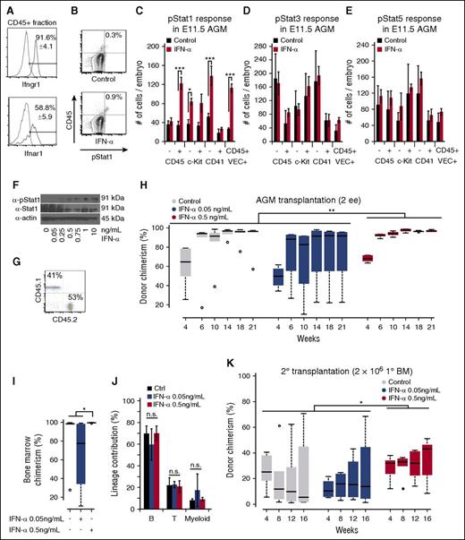 Figure 2. IFN-α treatment promotes long-term engraftment of AGM HSCs. (A) Flow cytometry for IFN receptors Ifnγr1 (top) and Ifnαr1 (bottom), which are present in CD45+ cells of the AGM; n = 3. (B) Example of phospho-Stat1 activation in CD45+ E11.5 AGM cells treated with IFN-α (bottom) with isotype control (top). (C) Phospho-Stat1+ cells in the different cell compartments in the E11.5 AGM in response to IFN-α. The column indicates the absolute number of positive cells per embryo; n = 3. (D) Phospho-Stat3+ response in the different cell compartments in the E11.5 AGM in response to IFN-α. The column indicates the absolute number of positive cells per embryo; n = 3. (E) Phospho-Stat5+ response in the different cell compartments in the E11.5 AGM in response to IFN-α. The column indicates the absolute number of positive cells per embryo; n = 3. (F) Immunoblot for phospho-Stat1 in response to dose-titrations of IFN-α in adult splenocytes. (G) Example of donor chimerism analysis for multilineage engraftment. (H) Boxplots showing the effect of IFN-α on long-term hematopoietic engraftment of E11.5 AGM HSCs in the peripheral blood; 2 e.e. were transplanted with 2 × 105 helper splenocytes. Two-way analysis of variance (ANOVA) was performed. (I) Boxplots showing the effect of IFN-α on long-term hematopoietic engraftment of AGM HSCs in the BM at 21 weeks posttransplantation. Wilcoxon rank-sum test was performed; n = 4-6. (J) Quantification of lineage contributions of B, T, and myeloid cells at 21 weeks posttransplantation in the peripheral blood; n = 4-6. (K) Boxplots showing engraftment from secondary transplantation of 2 × 106 BM cells from IFN-α–treated and control AGMs in (H) with 3 × 105 competitor BM cells. Two-way ANOVA was performed. Statistical significance: *P < .05; **P < .01; ***P < .001. n.s., not significant.