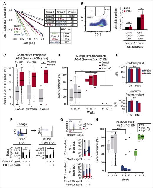 Figure 3. IFN-α enhances competitive transplant by enhancing HSC quiescence without affecting stem cell frequency or homing. (A) Limiting dilution assays with IFN-γ–treated, IFN-α–treated, untreated wild-type (WT), or Ifnαr1−/− E11.5 AGMs; n = 13 for a total of 89 mice. (B) Homing assay for detection of CD45+GFP+Lin+ and CD45+GFP+Lin− in the BM 18 hours posttransplantation; n = 5 (right). Representative flow cytometry plot showing gating for CD45 and GFP (left); n = 5. (C) Boxplots showing donor chimerism attributable to control or IFN-α treatment during AGM transplantation. (D) Boxplots showing engraftment from competitive transplant with IFN-α–treated, untreated, or Ifnαr1−/− AGMs against 3 × 105 competitor BM cells. Two-way ANOVA was performed. (E) MFI of MHC class I molecules detected on donor-derived hematopoietic cells 6 hours after IFN-α treatment (top) or in the periphery at 6 weeks posttransplantation (bottom); n = 3-6. (F) Cell-cycle analysis of the donor-derived (CD45.2+) LSK HSCs in the BM of transplantations involving IFN-α–treated or untreated AGMs. Samples were analyzed at 4 weeks posttransplant in the primary recipients (n = 3; middle) or 36 weeks posttransplant in the secondary recipients (n = 4-5; bottom) by flow cytometry with Pyronin Y and Hoescht 33342 (top); n = 4-5. (G) Cell-cycle analysis of the donor-derived (CD45.2+) LSK HSCs in the BM of transplantations involving IFN-α–treated or untreated AGMs. Samples were analyzed at 4 weeks posttransplant in the primary recipients (n = 3) or 36 weeks posttransplant in the secondary recipients (n = 4-5) by flow cytometry with Pyronin Y and Hoescht 33342. (H) Boxplots showing engraftment from competitive transplant with 5000 Sca1+ cells from E14.0 FL from WT, Ifnαr1−/−, or Ifnγr1−/− against 2 × 105 competitor BM cells. Two-way ANOVA was performed. Statistical significance: *P < .05; ***P < .001. ns, not significant; SLAM, signaling lymphocyte activation molecules.