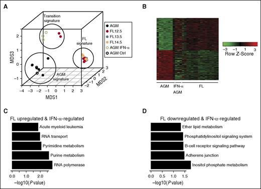 Figure 4. Microarray analysis shows partial maturation of IFN-α–treated AGM HSCs. (A) MDS shows 3 distinct groups of embryonic HSCs maturation, which correspond to AGM, “transition,” and FL signatures. IFN-α–treated AGM HSCs and subset of E12.5 FL HSCs are grouped as having this “transition” signature. Data from this study is depicted by open circles, whereas data from McKinney-Freeman et al (GSE37000) is depicted by closed circles. (B) Intersection of differentially expressed genes between E13.5-14.5 FL HSCs and AGM, and between AGM and IFN-α–treated AGM (nominal P value cutoff .05). (C) Top 5 KEGG pathway terms identified from FL upregulated and IFN-α–regulated gene set from (B). (D) Top 5 KEGG pathway terms identified from FL downregulated and IFN-α–regulated gene set from (B). MDS, multidimensional scaling.
