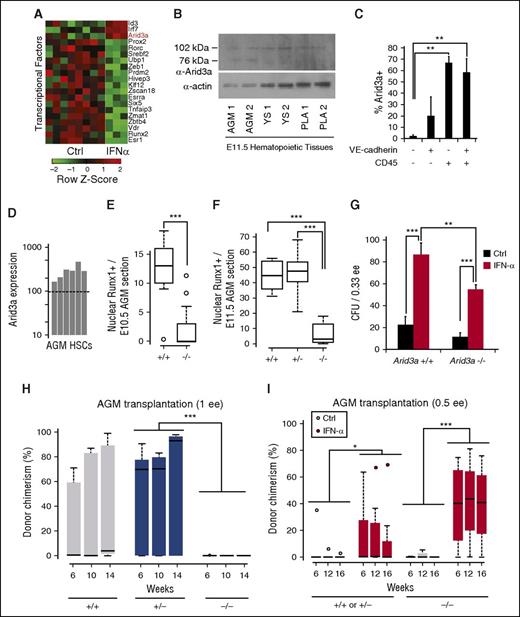 Figure 5. Hematopoietic defect in Arid3a KO embryos is rescued by IFN-α. (A) Microarray analysis of transcription factors upregulated by IFN-α in vivo in adult HSCs reveals Arid3a (GSE14361). (B) Immunoblot of Arid3a in the AGM, YS, and PLA. (C) Percentage of Arid3a+ cells in the various VE-cadherin/CD45 compartments showing abundance of Arid3a in hematopoietic cells. Sorted cells were cytospun and stained for Arid3a; n = 4-5. (D) Microarray analysis showing the presence of Arid3a expression in AGM HSCs (VE-cadherin+CD45+) (GSE37000) via presence/absence call. Dotted line indicates the presence/absence cutoff. (E) Boxplot quantification of nuclear Runx1+ surrounding the dorsal aorta in the E10.5 AGM of Arid3a +/+ and −/− sections; n = 13-19. (F) Boxplot quantification of nuclear Runx1+ surrounding the dorsal aorta in the E11.5 AGM of Arid3a +/+, +/−, and −/− sections; n = 6-9. (G) CFU assays from E11.5 Arid3a WT and KO AGMs; n = 3. Error bars indicate standard error of the mean (SEM). (H) Boxplots of donor chimerisms of Arid3a +/+, +/−, and −/− E11.5 to E12.5 AGMs transplanted at 1 e.e. and analyzed at 6, 10, and 14 weeks posttransplantation; 5 × 105 splenic helper cells were used. (I) Boxplots of donor chimerisms of E11.5 Arid3a +/+, +/−, and −/− AGMs transplanted at 0.5 e.e. and analyzed at 6, 12, and 16 weeks posttransplantation. Two-way ANOVA was performed. Statistical significance: *P < .05; **P < .01; ***P < .001. PLA, placenta; YS, yolk sac.