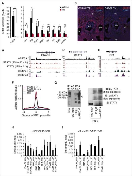Figure 6. Genomic binding of ARID3A and STAT1. (A) Quantitative RT-PCR of Arid3a and IFN-related genes in Arid3a +/+, +/−, and −/− E11.5 AGM; n = 3-8. Error bars indicate SEM. (B) Immunostaining of E11.5 Arid3a WT and KO AGMs for phospho-Stat1. Scale bar = 100 μm. (C) ChIP-seq tracks ARID3A and STAT1 at the genomic loci of IFN-αR1 in K562 cells. (D) ChIP-seq tracks ARID3A and STAT1 at the genomic loci of IRF1 in K562 cells. (E) ChIP-seq tracks ARID3A and STAT1 at the genomic loci of STAT1 in K562 cells. (F) ChIP-seq data showing global overlap of binding sites between ARID3A and STAT1 but not the hormone receptor TR4. (G) Immunoprecipitation of ARID3A (left). PI IgG was used as a control. Co-immunoprecipitation of STAT1 with ARID3A (right). K562 cells were exposed for 90 to 120 minutes of IFN-α (0.5 ng/mL). (H) Confirmation of ChIP-seq via quantitative ChIP-PCR in K562 cells normalized by input control; n = 4. Error bars indicate SEM. (I) Confirmation of ChIP-seq via quantitative ChIP-PCR in CB CD34+ cells normalized by input control; n = 2. Statistical significance: *P < .05; **P < .01. ao, dorsal aorta; CB, cord blood; cv, cardinal vein; DAPI, 4′,6-diamidino-2-phenylindole; het, heterozygous; IB, immunoblot; IgG, immunoglobulin G; nc, notochord; ns, not signicant; PI, pre-immune; ur, urogenital ridge.