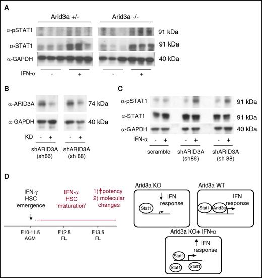 Figure 7. IFN-α response in Arid3a KO cells. (A) Immunoblot for phospho-Stat1 and Stat1 in Arid3a +/− and −/− AGMs treated with IFN-α. (B) Immunoblot confirmation of ARID3A KD in K562 cells via shRNAs. (C) Immunoblot for phospho-Stat1 and Stat1 in ARID3A KD cells showing response to IFN-α. (D) Representative model indicating the role of IFN-α during embryonic hematopoiesis. In contrast to IFN-γ, which promotes HSC emergence, IFN-α promotes partial maturation of AGM HSCs. Arid3a is a transcription co-regulator of IFN effector genes. When Arid3a is absent, inflammatory signaling via IFNs is dampened. Saturating the system with Stat1 via exogenous IFN-α treatment is able to overcome this defect. KD, knockdown; sh, short hairpin.