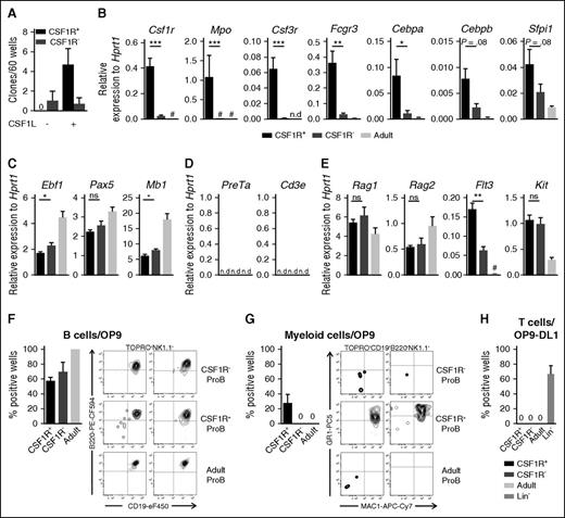 Figure 2. Fetal CSF1R+ ProB cells possess B- and myeloid-lineage potential. (A) Response to CSF1L in single-sorted E13.5 ProB CSF1R+ (black) and CSF1R– (dark gray) cells. Mean percentage (± SEM) of clones (3 experiments, 30-60 cells per population per experiment). (B-E) Mean (± SEM) mRNA expression levels of (B) myeloid genes; (C) B-cell genes; (D) early T-cell genes; (E) early lymphoid genes, as measured by RT-qPCR in CSF1R+ (black) and CSF1R– (dark gray) E13.5 FL (n = 8 litters); and 8- to 10-week-old adult BM (light gray, n = 9 mice) ProB cells (25 cells/replicate, 3 experiments, 2-3 replicates per biological sample). Results are presented relative to Hprt1 expression. #Expressed but at too low a level to be visualized on the applied scale; n.d., Not detectable. Statistical significance was tested between CSF1R+ (black) and CSF1R– (dark gray) ProB population. ***P < .001; **P < .01; *P < .05; ns, not significant. (F-G) Cells generated on OP9 stroma after 7 days from sorted E13.5 FL CSF1R+ and CSF1R– (n = 8 litters), and 8- to 10-week-old adult BM (n = 6 mice) ProB cells (20 cells/replicate, 2-3 experiments, 4-10 replicates per biological sample). Mean percentage (± SEM) of wells with (F) B cell (Topro–NK1.1–B220+CD19+) and (G) myeloid (Topro–NK1.1–B220–CD19–GR1+MAC1+) cells. (H) T-cell generation on OP9–DL1 stroma after 14 to 16 days from sorted E13.5 FL CSF1R+ and CSF1R– (n = 9 litters), and 8- to 10-week-old adult BM (n = 9 mice) ProB cells or E13.5 FL-lineage negative cells (n = 2 litters) (20 cells/replicate, 2 experiments, 3-9 replicates per biological sample). Mean percentage (± SEM) of wells with T (Topro–NK1.1–B220–MAC1–GR1–CD25+THY1.2+ or Topro–NK1.1–B220–MAC1–GR1–CD4+CD8a+) cells.