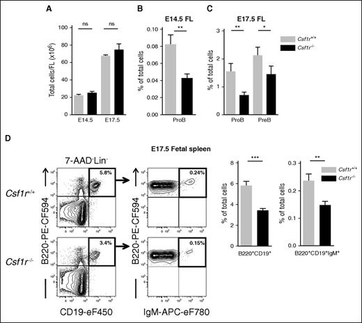 Figure 4. CSF1R deficiency affects fetal B-cell differentiation. (A) Total FL cells in E14.5 and E17.5 Csf1r+/+ (light gray) and Csf1r−/− littermate embryos (black) (n = 11-16 embryos per genotype). (B-C) Mean percentage (± SEM) of (B) ProB cells in E14.5 FL, and (C) ProB and PreB cells in E17.5 FL of Csf1r+/+ and Csf1r−/− littermate embryos (n = 11-16 embryos per genotype, 3-5 experiments). (D) (Left) Representative FACS profiles of total B (B220+CD19+) and mature B (B220+CD19+IgM+) cells in E17.5 fetal spleen of Csf1r+/+ and Csf1r−/− littermate embryos (4 experiments). Numbers represent mean percentage of gated populations relative to total spleen cells. (Right) Mean percentage (± SEM) of total B cells and mature B cells out of total E17.5 spleen cells in Csf1r+/+ and Csf1r−/− littermate embryos (n = 14-15 embryos per genotype). Statistical significance was tested between Wt (Csf1r+/+) and Csf1r−/−. ***P < .001; **P < .01; *P < .05. ns, not significant.