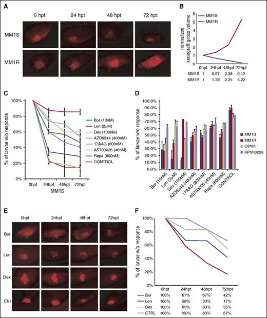 Figure 2. Response to standard and novel drugs in the zebrafish model. (A) Fluorescent microscopy images of CM-Dil–stained MM1S and MM1R xenografts at 0, 24, 48, and 72 hpi. (B) Tumor growth curves of MM1S and MM1R cells xenografts indicating that MM1S xenografts are responsive to dexamethasone treatment whereas MM1R xenografts are resistant. (C) Percentage of MM1S xenografts in zebrafish showing no response after treatment with bortezomib (Bor; n = 22), lenalidomide (Len; n = 22), dexamethasone (Dex; n = 22), AZD6244 (n = 18), 17-AAG (n = 22), rapamycin (Rapa; n = 18), AS703026 (n = 18), and dimethyl sulfoxide (control; n = 20), respectively. Error bars indicate standard errors. (D) Summary of percentage of MM1S, MM1R, OPM1, and RPMI8226 larvae without response with various indicated novel agents. (E) Individual fluorescence microscopy images of CD138+ MM cells from newly diagnosed MM patient xenografts in zebrafish before and after treatment with bortezomib (n = 8), lenalidomide (n = 8), dexamethasone (n = 8), and dimethyl sulfoxide (n = 8), at 0, 24, 48, and 72 hpt, respectively. (F) Percentage of primary patient MM cell xenografts without response to lenalidomide, bortezomib, and dexamethasone. Ctrl, control.