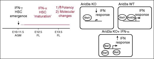 The role of IFN-α during embryonic hematopoiesis. Although IFN-γ has been reported to play a role in promoting emergence of HSCs, Kim et al show that IFN-α promotes the next step in development of HSCs: the maturation of AGM HSCs. In this process, IFN-α signals parallel to Arid3a, with Arid3a being a transcriptional co-regulator of IFN effector genes. Therefore, when Arid3a is absent, IFN signaling in AGM HSCs is dampened. Exogenous IFN-α treatment of AGM HSCs will lead to saturation of the system with STAT1, overcoming this defect. See the complete Figure 7 in the article by Kim et al that begins on page 204.