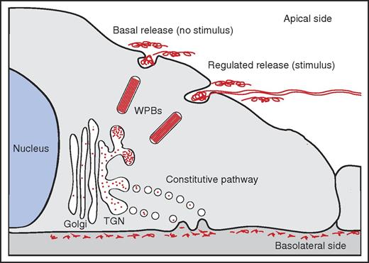 Polarity of VWF release. In the TGN, a small proportion of newly synthesized VWF is selected for entry into WPBs. WPB release primarily occurs at the apical side of the cell, either in the absence of a stimulus (basal release) or in the presence of a stimulus (regulated release). Apically released VWF is composed of high-molecular weight (HMW) multimers; regulated release of VWF has been shown to result in the formation of VWF fibers on the surface of endothelial cells. Constitutive released VWF, containing LMW multimers, is targeted to the basolateral side of endothelial cells.