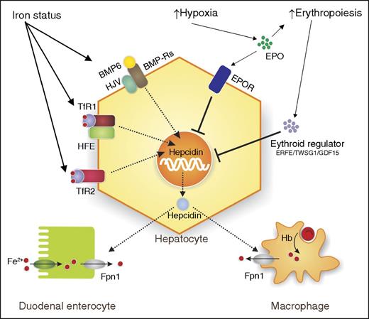 Regulation of hepcidin. Schema illustrating some of the complex regulation of hepcidin by iron status, hypoxia, and erythropoietic demand. Increased iron status induces hepcidin through: bone morphogenetic protein 6 (BMP6), bone morphogenetic protein receptors (BMP-Rs), hemojuvelin (HJV), hemochromatosis protein (HFE), and transferrin receptor 1 (TfR1) and TfR2. Hypoxia and increased erythropoiesis work through: erythropoietin (EPO), erythropoietin receptor (EPOR), and the erythropoietic regulators, erythroferrone (ERFE), growth differentiation factor 15 (GDF15), and twisted gastrulation BMP signaling modulator 1 (TWSG1), to inhibit hepcidin expression. Iron absorbed by duodenal enterocytes and recycled from Hb from senescent red blood cells (RBCs) by macrophages is transported into the circulation by ferroportin 1 (Fpn1). Hepcidin secreted by the hepatocyte binds to Fpn1, causing its internalization and degradation, thereby limiting iron transport. Hb, hemoglobin.