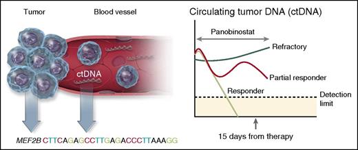 Molecular predictors of response to panobinostat in DLBCL. The presence of molecular biomarkers before therapy and after only 15 days of treatment predicted response in patients with relapsed DLBCL, and transformed lymphomas treated with panobinostat. The presence of a mutation in the histone-modifying enzyme MEF2B prior to therapy, increased the likelihood of response by almost fourfold, whereas levels of ctDNA in the plasma at day 15 was a strong predictor of response. Virtually all patients who responded to panobinostat (light green line) saw an immediate reduction in ctDNA levels by day 15, whereas patients refractory to therapy (dark green line) had an increase in ctDNA. Other patients only partially responded with ctDNA (red line), but did not have a clinical response. Professional illustration by Somersault18:24.