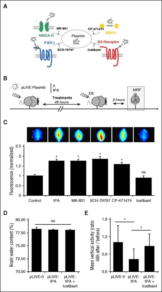 Figure 5. Plasmin induces BBB leakage in a bradykinin B2 receptor–dependent manner. (A) Schematic representation of the known effects of plasmin and corresponding inhibitors. (B) Experimental design performed to study BBB permeability, using NIRF techniques. EB extravasation was measured ex vivo 48 hours after pLIVE (0 or tPA) transfection in the brain. (C) Fluorescence images of pLIVE-tPA-transfected animals, showing that neither the blockade of NMDA-R (MK-801) or PAR-1 (SCH-79797) nor matrix metalloproteinases (CP-471474) prevented BBB leakage (n = 5 per group). Only icatibant (bradykinin B2 receptor inhibitor) prevented plasmin-dependent BBB leakage in hyperfibrinolytic mice. (D) Mean brain water contents (%) at +48 hours of pLIVE-0- and pLIVE-tPA-transfected mice treated or not with icatibant (0.5 mg every 12 hours; n = 10 per group). (E) Mean spontaneous locomotor activities (vertical moves), expressed as ratios between +48 hours and immediately before hydrodynamic transfections of pLIVE-0- and pLIVE-tPA-transfected mice treated or not with icatibant (0.5 mg every 12 hours; n = 10 per group). *P < .05 vs control; ns, nonsignificant differences.