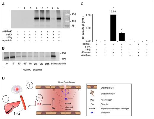 Figure 6. Plasminogen activation by tPA mediates bradykinin generation. (A) Representative HMWK western blot (120 KDa) after 3 hours of incubation, showing that plasminogen activation (by tPA+plasminogen) promotes HMWK cleavage and that this effect is a result of plasmin generation, as aprotinin blocked the effect. (B) Time-course of HMWK cleavage by plasmin. This cleavage was prevented by aprotinin. (C) Enzyme-linked immunosorbent assay bradykinin levels showing that either recombinant plasmin or generated plasmin (by tPA-dependent plasminogen activation) generate bradykinin by HMWK cleavage. This effect is prevented by aprotinin. All experiments were performed in triplicate. (D) Schematic representation of the mechanistic link between hydrodynamic transfection of tPA in the liver and subsequent BBB leakage. *P < .05 vs control.