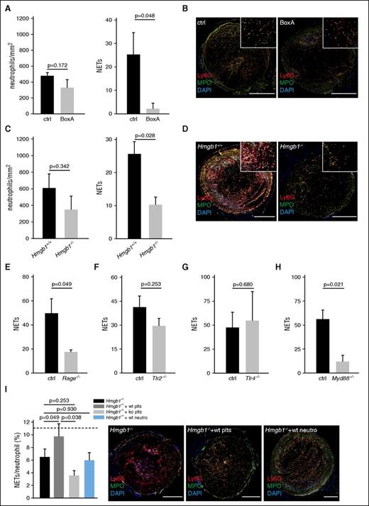 Figure 4. HMGB1 induces NET formation trough RAGE in DVT. (A-I) Quantification of neutrophils and NETs. Results are mean ± SEM. (A) BoxA (n = 5) compared with control (n = 5). (B) Immunofluorescence staining for Ly6G (red) and MPO (green) from cross-sections of the IVC 48 hours after flow reduction of BoxA-treated (bottom) or control mice (top). Nuclei are counterstained with DAPI (blue); bar, 200 µm. (C) Hmgb1−/− (n = 3) fetal liver cell chimeras compared with Hmgb1+/+ chimeras (n = 5). (D) Immunofluorescence staining for Ly6G (red) and MPO (green) from cross-sections of the IVC 48 hours after flow reduction of Hmgb1+/+ (top) or Hmgb1−/− fetal liver cell chimeras (bottom). Nuclei are counterstained with DAPI (blue); bar, 200 µm. (E) Quantification of NETs in Rage−/− mice compared with control (n = 5 each). (F) Quantification of NETs in Tlr2−/− mice compared with control (n = 3 each). (G) Quantification of NETs in Tlr4−/− mice compared with control (n = 3 each). (H) Quantification of NETs in Myd88−/− mice compared with control (n = 3 each). (I) Left, NET formation capacity shown as NETs/neutrophil (n = 5 each) in Hmgb1−/− chimeras compared with Hmgb1−/− chimeras receiving wild-type platelets or wild-type neutrophils. Dotted line indicates mean in Hmgb1+/+ bone marrow chimeras. Right, Immunofluorescence staining for Ly6G (red) and MPO (green) from cross-sections of the IVC 48 hours after flow reduction in Hmgb1−/− chimeras compared with Hmgb1−/− chimeras receiving wild-type platelets, Hmgb1−/− platelets or wild-type neutrophils. (n = 3 each). Nuclei are counterstained with DAPI (blue); bar, 200 µm. The Student t test was used to compare results between 2 groups, 1-way ANOVA followed by LSD–post hoc test for 3 groups.