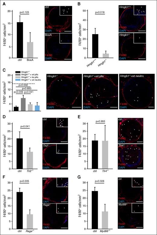Figure 5. Platelet derived HMGB1 promotes monocyte recruitment. (A-G) Left, Quantification of monocytes. Results are mean ± SEM. Right, Immunofluorescence staining for F4/80 (red) from cross-sections of the IVC. Nuclei are counterstained with DAPI (blue); arrowheads indicate individual monocytes at higher magnification; bar, 200 µm. Images representative of n = 3 experiments. (A) BoxA compared with control (n = 5 each). (B) Hmgb1−/− (n = 3) fetal liver cell chimeras compared with Hmgb1+/+ chimeras (n = 5). (C) Hmgb1−/− chimeras compared with Hmgb1−/− chimeras receiving wild-type platelets, Hmgb1−/− platelets, or wild-type neutrophils. Dotted line indicates mean in Hmgb1+/+ bone marrow chimeras (n = 3 each). (D) Tlr2−/− compared with control (n = 4 each). (E) Tlr4−/− compared with control (n = 4 each). (F) Rage−/− compared with control (n = 5 each). (G) Myd88−/− compared with control (n = 4 each). The Student t test was used to compare results between 2 groups, 1-way ANOVA followed by LSD–post hoc test for 3 groups.