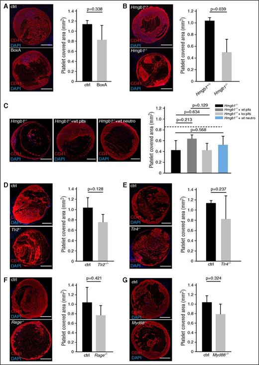 Figure 6. HMGB1 contributes to platelet accumulation in venous thrombosis. (A-G) Left, Immunofluorescence staining for CD41 (red) from cross-sections of the IVC. Nuclei are counterstained with DAPI (blue); bar, 200 µm. Images representative of n = 3 experiments. Right, Quantification of platelet-covered area. Results are mean ± SEMT. (A) BoxA compared with control (n = 5 each). (B) Hmgb1−/− fetal liver cell chimeras (n = 3) compared with Hmgb1+/+ chimeras (n = 5). (C) Left, Immunofluorescence for CD41 in Hmgb1−/− chimeras compared with Hmgb1−/− chimeras receiving wild-type platelets, Hmgb1−/− platelets, or wild-type neutrophils (n = 3 each). Right, Quantification of platelet-covered area. Dotted line indicates mean in Hmgb1+/+ bone marrow chimeras (n = 3 each). (D) Tlr2−/− compared with control (n = 3 each). (E) Tlr4−/− compared with control (n = 3 each). (F) Rage−/− compared with control (n = 5 each). (G) Myd88−/− compared with control (n = 3 each). The Student t test was used to compare results between 2 groups, 1-way ANOVA followed by LSD–post hoc test for 3 groups.