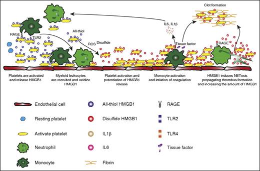 Platelet-derived disulfide HMGB1 as central mediator of deep venous thrombosis (DVT). Platelets adhere to the vessel wall and present reduced HMGB1 on their surface upon activation. This causes the recruitment of monocytes to the developing thrombus, which upon activation release reactive oxygen species (ROS) resulting in the oxidation of HMGB1, thereby rendering it prothrombotic. In an autocrine/paracrine manner, disulfide HMGB1 promotes further platelet activation and aggregation, potentiating the amount of released HMGB1 within the thrombus. This results in the accumulation of monocytes through RAGE and TLR2, inducing the expression of tissue factor and cytokines, setting in motion a vicious circle of coagulation and inflammation eventually leading to obstructive thrombus formation within the vein. Finally, disulfide HMGB1 induces the formation of prothrombotic neutrophil extracellular traps mediated by RAGE, which in turn expose more HMGB1 on extracellular DNA strands and promote DVT propagation. See supplemental Figure 5 in the article by Stark et al that begins on page 2435.
