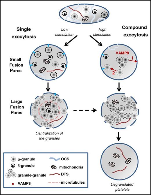 Figure 7. Proposed model of platelet exocytosis. Platelets release the contents of their secretory granules through two modes of exocytosis, single or compound, depending on the strength of the stimulation. The initial fusion routes occur through the OCS and thin narrow channels (blue lines) and form small pores at the platelet surface, whereas later fusion pathways involve direct interaction with the cell surface and result in the formation of large pores. In case of weak stimulation, fusion of individual α and δ granules with the plasma membrane is observed (ie, single exocytosis). After strong stimulation, VAMP8-mediated homotypic fusion of α granules (ie, compound exocytosis) takes place. Two types of compound exocytosis may occur: (1) α granules fuse with each other and then fuse with the plasma membrane or (2) a single α granule fuses first with the plasma membrane and then other granules subsequently fuse with this granule. Highly activated platelets are completely degranulated, retaining only mitochondria and the dense tubular system in their cytoplasm. DTS, the dense tubular system.