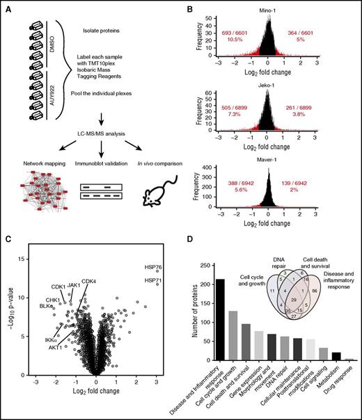 Figure 2. In-depth quantitative proteomics of MCL cell lines treated with HSP90 inhibition. (A) Experimental strategy. Lysates from MCL cell lines Mino, JeKo-1, and MAVER-1 (parental and/or transduced to express either wt BTK or BTK C481S) treated with either DMSO or AUY922 50 nM for 24 hours were used for protein isolation and digestion. Peptides were labeled with Tandem Mass Tag 10-plex (TMT10plex) reagents and peptide fractionation. Multiplexed quantitative MS data were collected and analyzed. (B) Comparison between protein levels in parental and transduced Mino, JeKo-1, and Maver-1 cell lines for DMSO- vs AUY922-treated cells. Proteins downregulated and upregulated by log2 fold ≥0.5 are represented in red. (C) Volcano plot demonstrating the distribution of protein fold changes between parental and transduced Mino, JeKo-1, and Maver-1 cell lines for AUY922- vs DMSO-treated cells, highlighting the most highly upregulated and downregulated proteins following HSP90 inhibition with AUY922. (D) Pathway analysis using Ingenuity pathway analysis (Qiagen) identifying the cellular and molecular pathways most highly affected by protein level changes following HSP90 inhibition with AUY922 in MCL lines. LC, liquid chromatography.