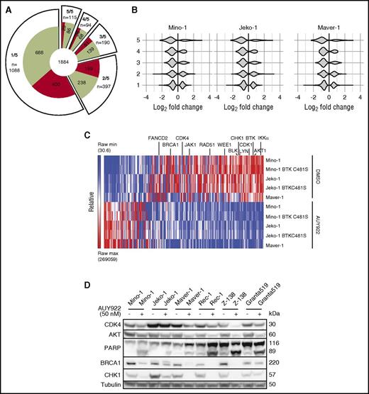 Figure 3. Consistent targets of HSP90 inhibition across MCL lines. (A) Distribution of proteins that were upregulated (red) or downregulated (green) by log2 fold ≥0.5 following treatment with AUY922 in 1 of 5, 2 of 5, 3 of 5, 4 of 5, and 5 of 5 cell lines. (B) Violin plots of protein fold changes for proteins that were altered by log2 fold ≥0.5 in 1 to 5 cell lines among Mino, JeKo-1, and Maver-1 cell lines following treatment with AUY922 vs DMSO. (C) Heatmap demonstrating protein levels of the most highly regulated proteins by HSP90 inhibition. Proteins were included if they were up or downregulated by log2 fold ≥0.5 in at least 4 of 5 cell lines, demonstrating an abundance of downregulated targets including proteins involved in BCR and JAK/STAT signaling, the nonclassical NF-κB pathway, and DNA repair and cell-cycle control. (D) Immunoblotting of MCL lines for the indicated targets after 48-hour exposure to AUY922 50 nM or vehicle.