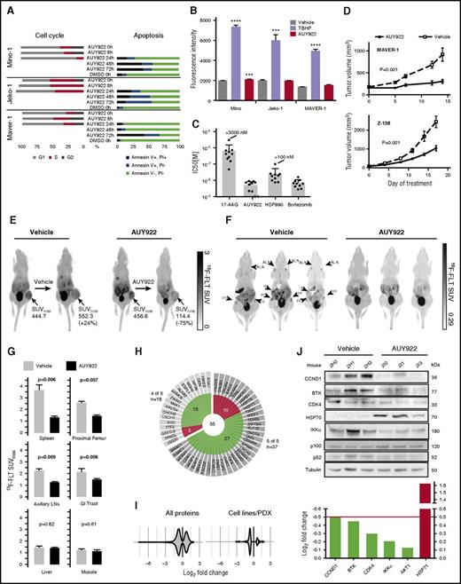 Figure 4. Newer-generation HSP90 inhibitors potently inhibit MCL in vitro and in vivo. (A) Cell-cycle analysis by flow cytometry upon treatment with AUY922 50 nM after 0, 8, and 24 hours, and Annexin V (AV) and PI staining of MCL lines treated as indicated. Data are representative of 2 to 4 independent experiments. (B) ROS as measured by DCFDA fluorescence intensity at 3 hours for Mino, Jeko-1, and MAVER-1 cell lines cultured with DCFDA along with vehicle, TBHP (positive control), or AUY922. Error bars indicate SD. ***P < .001, ****P < .0001. (C) IC50 values for 10 primary MCL samples. (D) Mice were inoculated subcutaneously with either MAVER-1 or Z-138 (n = 40 per line) and treated with AUY922 or vehicle once a volume of 100 to 200mm3 was reached. Error bars indicate standard error of the mean (SEM). P = .001 for both MAVER-1 and Z-138 compared with vehicle by 2-way ANOVA. (E) 18F-FLT PET imaging of mice with Z-138 xenografts treated for 5 days. SUVtotal indicates the standard uptake value integrated over the entire tumor volume. (F) Images from 18F-FLT PET in NSG mice xenografted with primary patient MCL and treated with either vehicle or AUY922 for 5 days. (G) Average SUVmax (n = 3 per arm) for the indicated organs. Proximal femur and lymph nodes each represent averages of right and left within the same animal. P values based on 2-sided Student t test. Error bars indicate SD. (H) Distribution of proteins that were upregulated (red) or downregulated (green) by log2 fold ≥0.5 following treatment with AUY922 in mouse PDX models and 4 of 5 or 5 of 5 cell lines. (I) Violin plots of protein fold changes for proteins that were altered by log2 fold ≥0.5 in the mouse PDX model alone and in both the mouse PDX model and 1 to 5 cell lines following treatment with AUY922 vs DMSO. (J) Immunoblotting of lysates from spleens of mice xenografted with primary MCL and treated for 5 days, and log fold change of each of protein represented in the immunoblot from the proteomic experiment. ALN, axillary lymph node; B, bladder; GIT, gastrointestinal tract; K, kidney; PF, proximal femur; S, spleen.