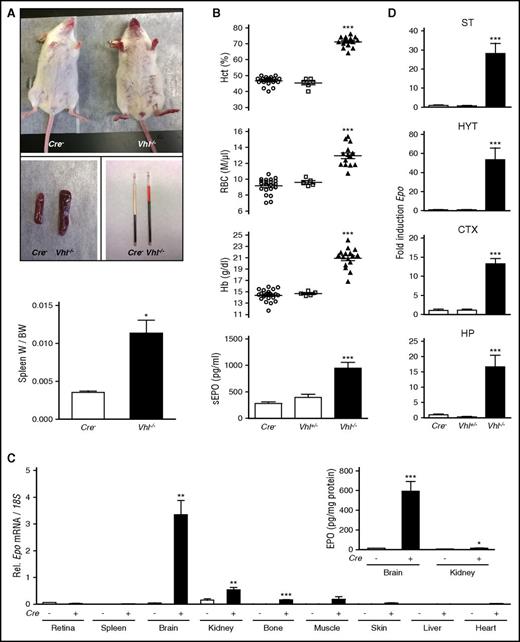 Figure 1. NG2 cell-specific inactivation of Vhl results in polycythemia. (A) Mice with NG2 cell-specific inactivation of Vhl develop red paws, ears, and snout, splenomegaly, and polycythemia (n = 3-7). (B) Inactivation of Vhl in NG2 cells induces erythropoiesis and increases plasma EPO. Shown are individual Hct, RBC, and Hb values for Cre− control (n = 22), NG2-Vhl+/− (n = 6), and NG2-Vhl−/− mice (n = 16). Bar graphs show serum EPO levels (sEPO) for Cre− control (n = 20), NG2-Vhl+/− (n = 6), and NG2-Vhl−/− (n = 11) mice. Data are represented as mean ± SEM; 1-way ANOVA followed by Tukey’s post hoc analysis; ***P < .001 compared with control group. (C) Relative Epo mRNA levels in retina, spleen, brain, kidney, bone, muscle, skin, liver, and heart in Cre− control and NG2-Vhl−/− mice (n = 3-7). (Inset) Brain and kidney EPO protein levels in Cre− control and NG2-Vhl−/− mice expressed as pg/mg total tissue protein (n = 5-7). Data are represented as mean ± SEM; 2-tailed Student t test; *P < .05, **P < .01, and ***P < .001 compared with Cre− controls. (D) Epo mRNA levels in striatal (ST), hypothalamic (HYT), cortical (CTX), and hippocampal (HP) subregions from Cre− (n = 12), NG2-Vhl+/− (n = 3), and NG2-Vhl−/− mice (n = 4). Data are represented as mean ± SEM; 1-way ANOVA followed by Tukey’s post hoc analysis; ***P < .001 compared with the Cre− control group. BW, total body weight; W, organ weight.