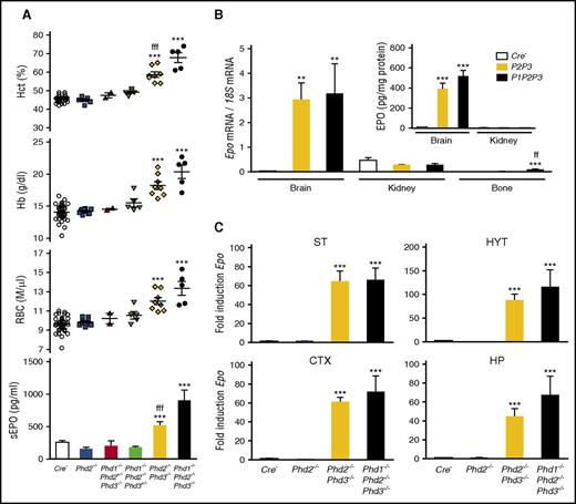 Figure 6. PHD2 and PHD3 control Epo transcription in NG2 cells. (A) Shown are Hct, RBC, and Hb values for individual Cre− control (n = 38), NG2-Phd2−/− (n = 9), NG2-Phd1−/−Phd2+/−Phd3−/− (n = 2), NG2-Phd1−/−Phd2−/−Phd3+/− (n = 5), NG2-Phd2−/−Phd3−/− (n = 8), and NG2-Phd1−/−Phd2−/−Phd3−/− mice (n = 5). Bar graphs show serum EPO levels (sEPO) for control (Cre−, n = 18), NG2-Phd2−/− (n = 8), NG2-Phd1−/−Phd2+/−Phd3−/− (n = 2), NG2-Phd1−/−Phd2−/−Phd3+/− (n = 4), NG2-Phd2−/−Phd3−/− (n = 5), and NG2-Phd1−/−Phd2−/−Phd3−/− mice (n = 4). Data are represented as mean ± SEM; 1-way ANOVA followed by Tukey’s post hoc analysis; ***P < .001 compared with control group and fffP < .001 when the NG2-Phd2−/−Phd3−/− group was compared with the NG2-Phd1−/−Phd2−/−Phd3−/− group. (B) Relative Epo mRNA levels in brain, kidney, and bone from control (Cre−), NG2-Phd2−/−Phd3−/−, and NG2-Phd1−/−Phd2−/−Phd3−/− mice (n = 3-7). (Inset) Brain and kidney EPO protein levels in Cre− control and NG2-Phd2−/−Phd3−/− (P2P3) and NG2-Phd1−/−Phd2−/−Phd3−/− (P1P2P3) mice expressed as pg/mg total tissue protein (n = 3-6). Data are represented as mean ± SEM; 1-way ANOVA followed by Tukey’s post hoc analysis; **P < .01, ***P < .001 compared with control group; ffP < .01 for NG2-Phd2−/−Phd3−/− mice compared with NG2-Phd1−/−Phd2−/−Phd3−/− mice. (C) Striatal (ST), hypothalamic (HYT), cortical (CTX), and hippocampal (HP) Epo mRNA levels in Cre− control (n = 9), NG2-Phd2−/− (n = 5), NG2-Phd2−/−Phd3−/− (n = 4), and NG2-Phd1−/−Phd2−/−Phd3−/− (n = 3). Data are represented as mean ± SEM; 1-way ANOVA followed by Tukey’s post hoc analysis; ***P < .001 compared with Cre− control group.