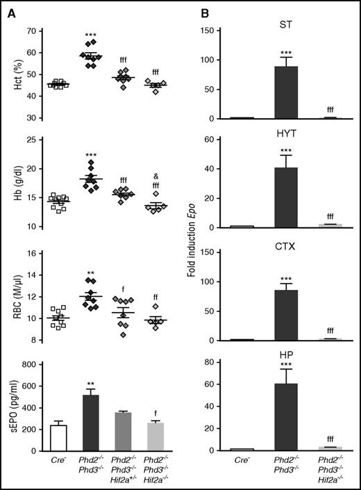 Figure 7. HIF-2 controls Epo transcription in NG2 cells. (A) Shown are individual Hct, RBC, and Hb values for Cre− control (n = 10), NG2-Phd2−/−Phd3−/− (n = 8), NG2-Phd2−/−Phd3−/−Hif2a+/− (n = 8), and NG2-Phd2−/−Phd3−/−Hif2a−/− mice (n = 5). Bar graphs show serum EPO levels (sEPO) for Cre− control (n = 4), NG2-Phd2−/−Phd3−/− (n = 6), NG2-Phd2−/−Phd3−/−Hif2a+/− (n = 3), and NG2-Phd2−/−Phd3−/−Hif2a−/− mice (n = 3). Data are represented as mean ± SEM; 1-way ANOVA followed by Tukey’s post hoc analysis; **P < .01 and ***P < .001 compared with Cre− control group; fP < .05, ffP < .01, and fffP < .001 compared with NG2-Phd2−/−Phd3−/− group; &P < .05, NG2-Phd2−/−Phd3−/−Hif2a+/− was compared with NG2-Phd2−/−Phd3−/−Hif2a−/− group. (B) Striatal (ST), hypothalamic (HYT), cortical (CTX), and hippocampal (HP) Epo mRNA levels in Cre− (n = 7), NG2-Phd2−/−Phd3−/− (n = 4), and NG2-Phd2−/−Phd3−/−Hif2a−/− mice (n = 4). Data are represented as mean ± SEM; 1-way ANOVA followed by Tukey’s post hoc analysis; ***P < .001 compared with Cre− control group and fffP < .001 compared with the NG2-Phd2−/−Phd3−/− group.