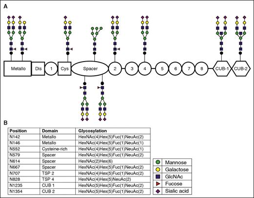 Figure 2. Schematic representation of the N-linked glycosylation sites and the most frequently identified glycans attached to each site. The glycan structures were determined using the workflow described in supplemental Figure 2. (A) Schematic representation of the glycans identified on ADAMTS13. Each glycan is attached to the corresponding domain. (B) Glycan composition, amino acid position, and corresponding domain of ADAMTS13. There is one glycan on pADAMTS13 that was only identified with a high mannose structure; the remaining glycosylation sites were predominantly identified with complex structures terminating in sialic acid; 6 of 10 glycans were fucosylated.