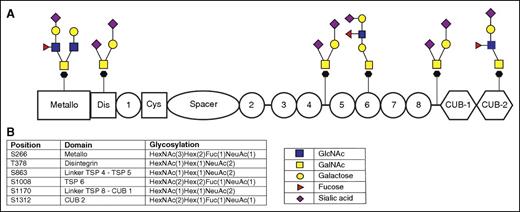 Figure 3. O-linked glycosylation of ADAMTS13. O-linked glycosylation starts with a GalNAc attached to either a serine or a threonine; glycan moieties such as galactose, fucose, GlcNAc, GalNAc, or sialic acid are added subsequently. There is no consensus on the composition of these structures, and the presented structures are possibilities corresponding to the residues identified by the MS and Byonic software. (A) Possible glycan structures that correspond to the glycan moieties identified using the Byonic software. Our MS approach is not able to distinguish between different hexoses (such as mannose, glucose, or galactose) or HexNAcs (such as GlcNAc and GalNAc); the presented structures are based on our current knowledge of the biosynthetic pathway of O-glycans. (B) Amino acid position (serine or threonine) and the corresponding domain of ADAMTS13 and glycan elements are identified on this position as determined using Byonic software.