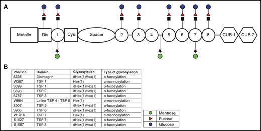 Figure 4. O-fucosylation and C-mannosylation sites on ADAMTS13. (A) Schematic representation of the ADAMTS13 molecule with the O-fucosylation sites depicted as red triangles and blue circles (fucose and glucose residues); green circles represent the mannose residues. In total, 3 C-mannosylation sites were identified by the Byonic software. Eight O-fucosylation sites, all of them modified by a glucose-fucose group attached to either a serine or a threonine, were identified. (B) Amino acid position and corresponding domain of ADAMTS13 and attached glycan structures (Hex either being a mannose or a glucose, and dHex being a fucose moiety) are depicted.
