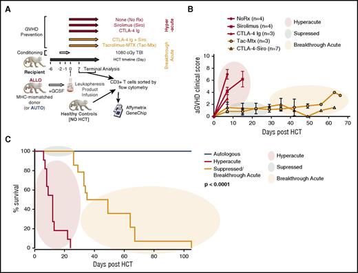 Figure 1. Immunoprophylactic strategies used in a NHP model of acute GVHD result in a clinical picture that can be categorized as hyperacute, suppressed, or breakthrough acute GVHD. (A) Experimental schema detailing the transplant protocol and immunoprophylaxis regimens used throughout this study. (B) Clinical score based on our previously described NHP GVHD clinical scoring system.4 Colored circles represent the clinical categories of hyperacute (red), suppressed (green) and breakthrough acute (orange) disease. (C) Comparison of survival curves between hyperacute and breakthrough acute cohorts. The Kaplan-Meier product-limit method was used to calculate survival. Significance was determined using log-rank statistics. aGVHD, acute GVHD; GCSF, granulocyte colony-stimulating factor; TBI, total body irradiation.