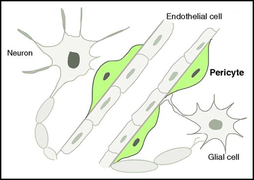 Schematic illustration of brain EPO-producing cells. These cells comprise neurons, glial cells (including astrocytes and oligodendrocytes), endothelial cells, and pericytes. The pericytes, which are highlighted in green, are revealed by Urrutia et al to be the main EPCs in the brain under hypoxic conditions.