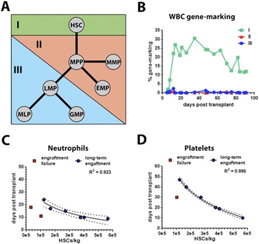 Figure 1. HSCs are exclusively driving multi-lineage engraftment and allow prediction of neutrophil and platelet engraftment in the NHP transplant model. / (A) Hierarchical organization of HSPCs in the NHP. HSPC of group I, II, and III were sort-purified and transduced with LV vectors expressing either green fluorescent protein (GFP; population I), mCherry (population II) or mCerulean (population III), respectively. (B) Long-term follow-up of gene modified white blood cell (WBC) levels in vivo after myeloablative transplantation of these cell populations. (C and D) Correlation of transplanted HSCs/kg body weight with (C) neutrophil and (D) platelet recovery. Animals demonstrating engraftment failure (red squares) were excluded from this correlation.