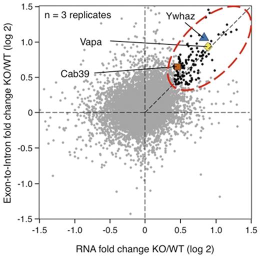 Figure 2. Alteration in gene expression between KO vs WT erythroblasts at the mature mRNA level (X-axis) and the RNA stability level (Y-axis). Known targets of miR-144/451 (Ywhaz, Cab39 and Vapa) are indicated. mRNAs with increased stability and abundance are indicated as black dots within a red dotted oval.