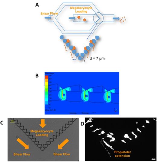 Figure. (A) Schematic for bioreactor. Two different syringe pumps are used, allowing independent flow rate changes to each channel. (B) CFD simulations of shear stress through 7-µm slits at a flow rate of 1.5 µL/min in each channel. The bioreactor generates uniform shear profiles across all slits, within and above the physiological shear stress range (1 - 4 dynes/cm2 in marrow sinusoids). (C) Bioreactor is positioned over a microscope equipped with real-time imaging and green fluorescence. The entire system is placed inside an incubator at 370C and 5% CO2. Media is perfused through the system before Mk loading. Image shows a cell-free system of the fabricated bioreactor. (D) Upon Mk (Calcein AM live stain) loading and shear exposure, Mks generate proPLTs through the slits that then get fragmented by the secondary shear flow (image at 20X, scale bar 50 μm).